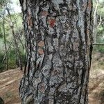 Pinus halepensis Bark