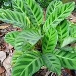 Calathea zebrinaΦύλλο