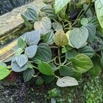 Peperomia urocarpa Plante entière