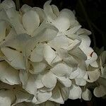 Viburnum macrocephalum Kwiat