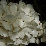 Viburnum macrocephalum പുഷ്പം