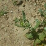 Helianthemum ledifolium Leaf