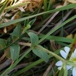 Cerastium arvense Leaf