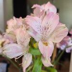 Alstroemeria aureaFlor