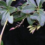 Berberis aristata Habit