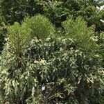 Cussonia paniculata عادت داشتن