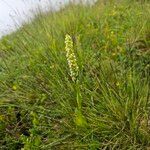 Pseudorchis albida Blatt