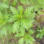 Tanacetum macrophyllum Folha