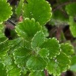 Teucrium pyrenaicum Hoja