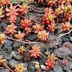 Sedum rubens Hoja