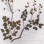 Thalictrum foetidum عادت