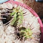 Euphorbia ferox Leaf