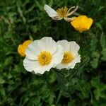 Ranunculus amplexicaulis Flower