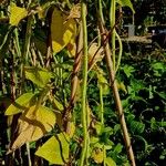 Vigna unguiculata Агульны выгляд