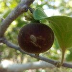 Dovyalis hebecarpa Fruit