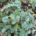 Salvia roemeriana Folla
