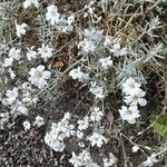 Cerastium tomentosum Hábito