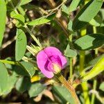 Tephrosia subtriflora Blodyn