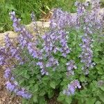 Nepeta grandiflora Blodyn