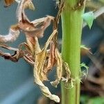 Tagetes erecta Bark