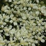 Coristospermum lucidum Kwiat