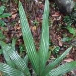 Dypsis concinna Leaf