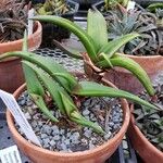 Aloe fleurentiniorum