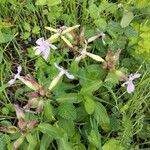 Saponaria officinalisBlodyn