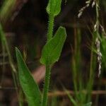 Nicotiana quadrivalvis Escorça