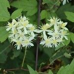Clematis apiifolia Flor