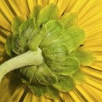 Helianthus silphioides Кветка