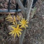 Melaleuca bracteata Lapas