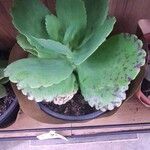 Kalanchoe marmorata List