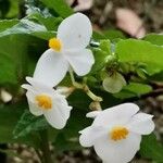 Begonia cubensis Blomma