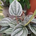 Peperomia albovittata Feuille