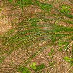 Juncus tenuis Natur