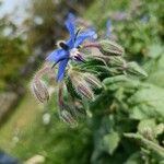 Borago officinalisЦветок