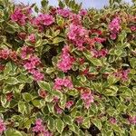 Weigela floridaЦвят