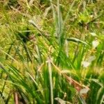 Cyperus polystachyos 整株植物