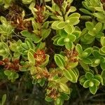 Salix serpillifolia Blad