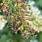 Buddleja albiflora Плод