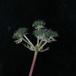 Bupleurum gracillimum موطن