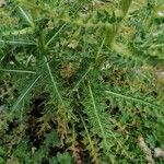 Cirsium spinosissimum Leaf