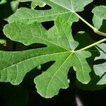 Ficus carica List