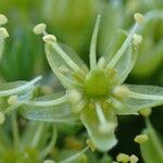 Minuartia sedoides Flower