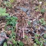 Petasites hybridusFlower