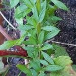 Erigeron karvinskianusFrunză