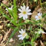 Moehringia ciliata Flower