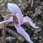 Cyclamen hederifoliumപുഷ്പം