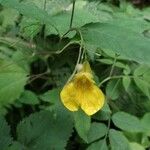 Impatiens noli-tangere Fleur